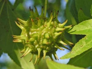 Closeup of a spiky liquidambar tree fruit.