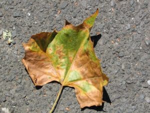 Sycamore leaf with anthracnose.