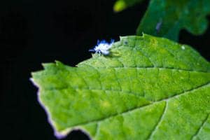 closeup of wooly aphid